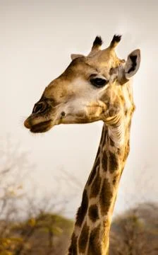 Close up of giraffe Stock Photos