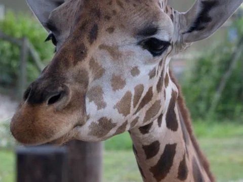 Close-Up of a Giraffe Stock Photos