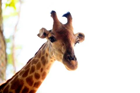 Close-up of a giraffe Stock Photos
