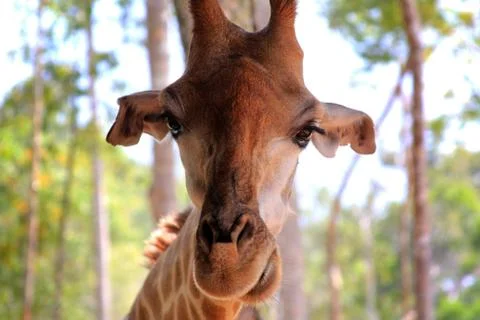 Close-up of a giraffe Stock Photos