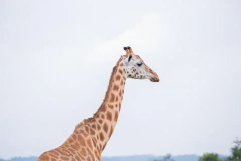 Close up of Giraffe Stock Photos