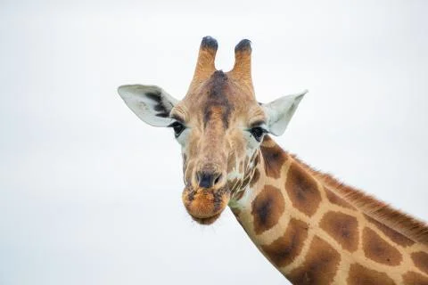 Close up of Giraffe Stock Photos