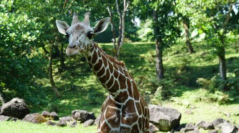 Close-up of a Giraffe Stock Photos