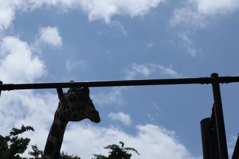 Close up of a giraffe Stock Photos
