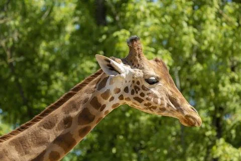 Close-up of a giraffe Stock Photos