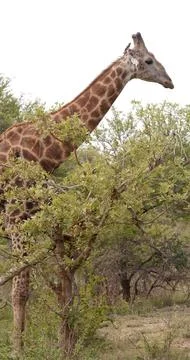 Close-up of a giraffe in the savannah. Stock Photos