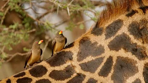 Close-Up Giraffe Skin Pattern Stock Photos
