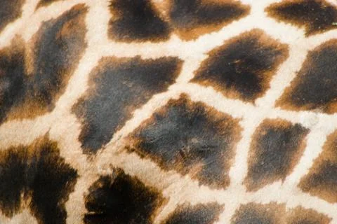 Close-up of giraffe skin. Stock Photos