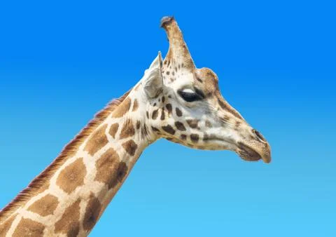 Close-up of giraffe snout Stock Photos