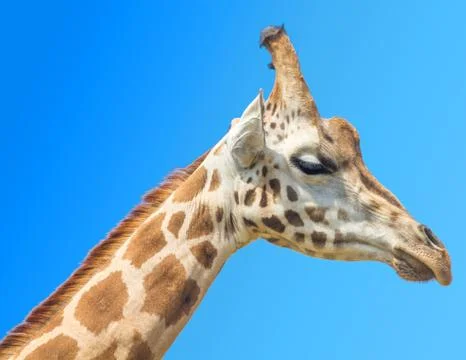 Close-up of giraffe snout Stock Photos