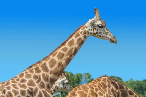 Close-up of giraffe snout Stock Photos