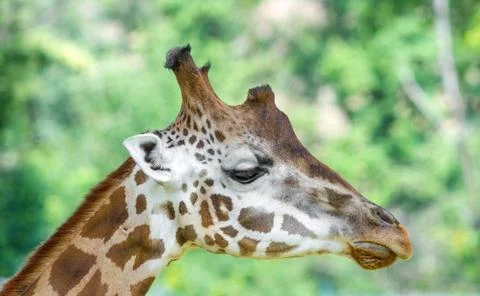 Close-up of giraffe snout Stock Photos