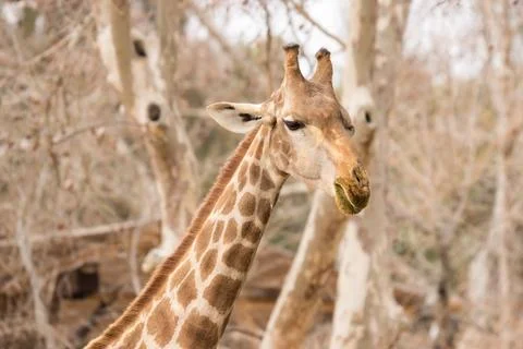 Close-up of a giraffe. With space for text. Stock Photos
