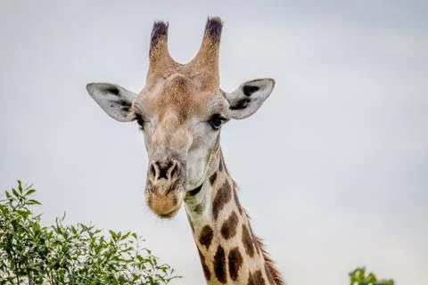 Close up of a Giraffe starring at the camera. Foto stock