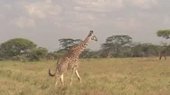 Close Up: Giraffe Walking Among Animals Grazing On Dry Savannah Grass In Safari Stock Footage