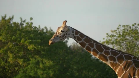 Close-Up of Giraffe Walking at Dusk, 4K Stock Footage 71215355