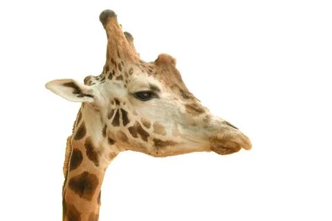 Close-up of a giraffe on a white background Foto stock