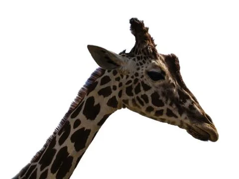 A close up of a giraffe with a white background Stock Photos