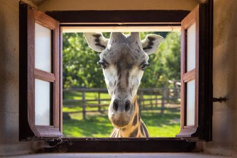 Close up giraffe at window Stock Photos