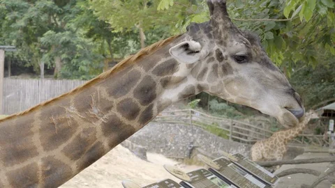 Close Up of giraffe in the zoo. Stock Footage 122189369