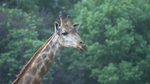 Close up Giraffe in a Zoo Stock Footage 155040624