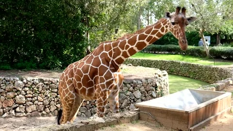 Close-up of a giraffe in the zoo Stock Footage 199204425