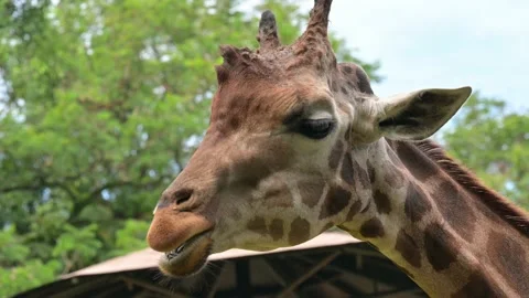 Close up Giraffe at the zoo 스톡 동영상 235415720