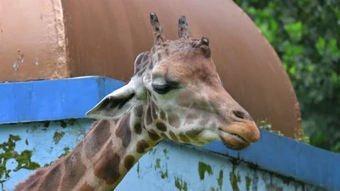 Close up Giraffe at the zoo 스톡 동영상 235415896
