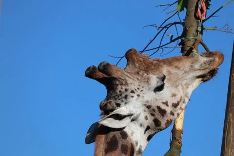 Close up of giraffe at zoo Stock Photos