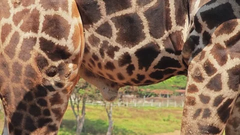 Close up of giraffe's belly. Stock Footage 307767751