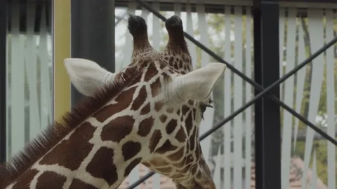 Close-up of a giraffe's chewing head Stock Footage 143137529