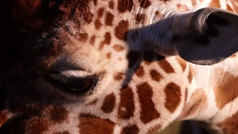 Close-up of giraffe's eye and patterned fur in natural sunlight showcasing Stock Footage 305850402