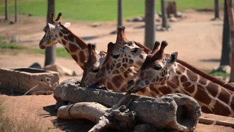 Close-Up of giraffes feeding together Stock-Footage 158640073