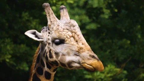 Close up of a giraffes head chewing Stock Footage 253492616