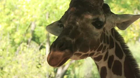 Close Up Of Giraffes Head Video stock 19054289