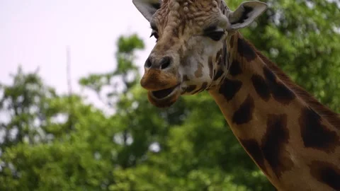 Close up of giraffes head  Stock Footage 246549030