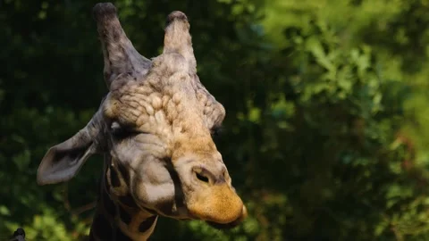 Close up of a giraffes head Video stock 253412807