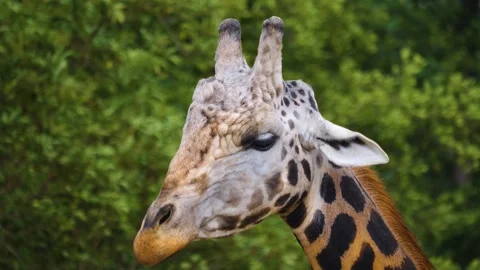 Close up of giraffes head  Stock Footage 253535753