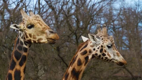 Close up of a giraffes head Stock Footage 270866650