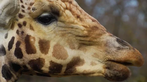Close up of a giraffes head Stock Footage 270867197