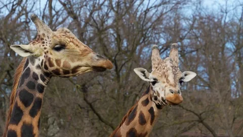 Close up of giraffe's head Stock Footage 270911522