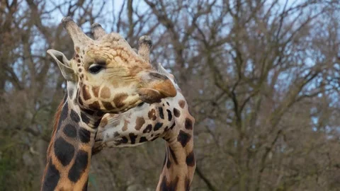 Close up of giraffe's head Video stock 270911864