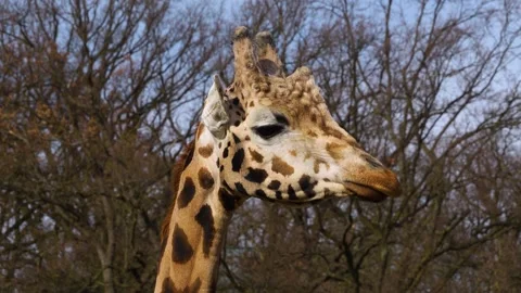 Close up of giraffes head  Stock Footage 271519227