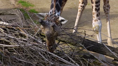 Close up of giraffes head  Stock Footage 271519605