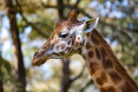 A close-up of a giraffe's head Stock Photos