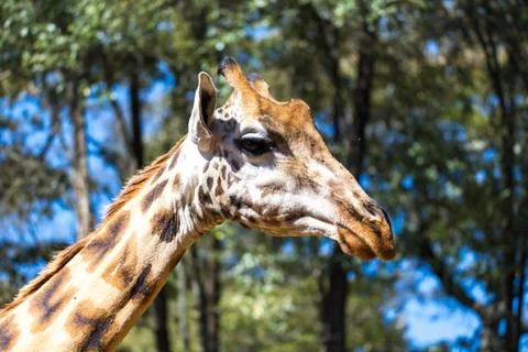 A close-up of a giraffe's head Stock Photos