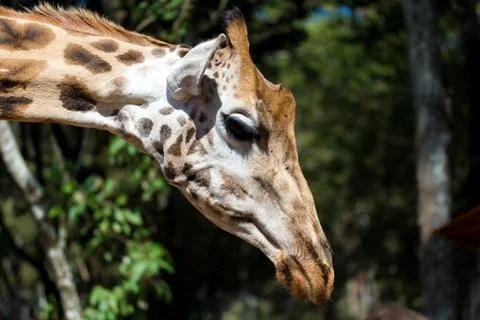 A close-up of a giraffe's head Stock Photos
