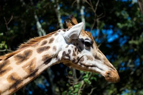 A close-up of a giraffe's head Stock Photos