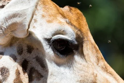 A close-up of a giraffe's head Stock Photos