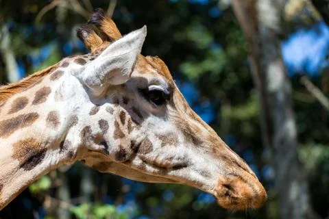 A close-up of a giraffe's head Stock Photos